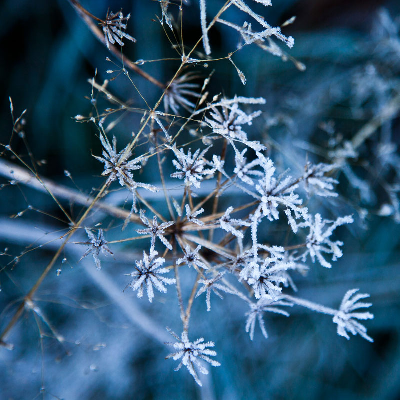 zbliżenie na źdźbło trawy w zimie, artystyczna fotografia