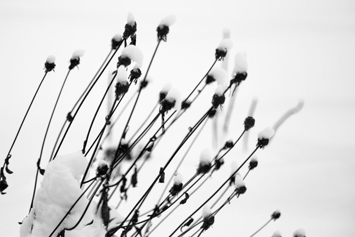 fotografia zimowych gałęzi