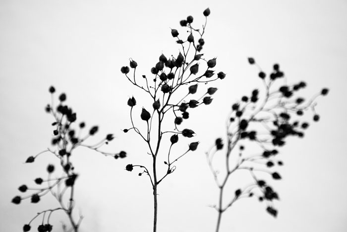 fotografia zimowych roślin